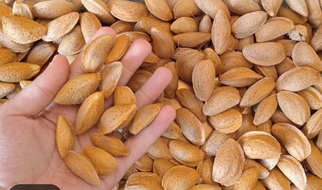 بادام مامایی مرغوب خرید به صرفه 5